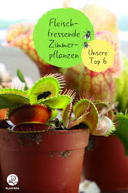 pin auf garten diy u zimmerpflanzen