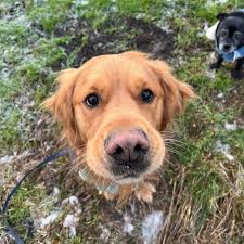 Going for a walk with my loving Stitch