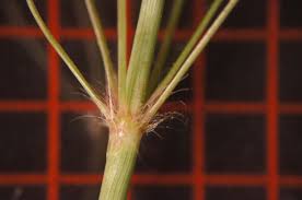 Image result for Eragrostis cylindriflora