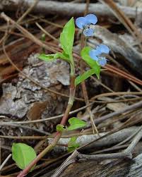 Image result for Commelina diffusa