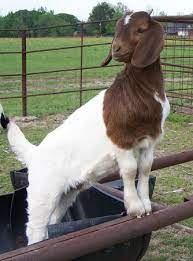 Boer Bucklings And Doelings For Sale Quitman Texas Boer Goats Goats Show Goats