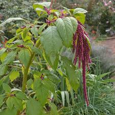 Image result for Amaranthus caudatus