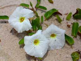 Image result for Ipomoea papilio