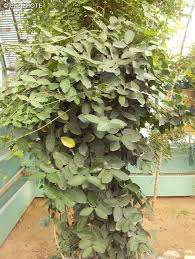Image result for Terminalia macroptera