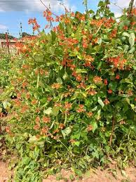 Image result for Phaseolus coccineus