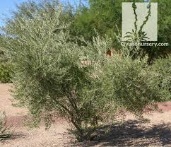 Here are some helpful navigation tips and features. Fruitless Olive Olea Europaea Fruitless Variety Civano Nursery Tucson Plant Nursery