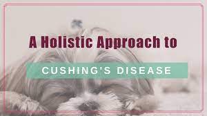 A Holistic Approach To Fighting Cushings Disease In Your Dog Or Cat