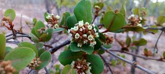 Image result for Psorospermum febrifugum