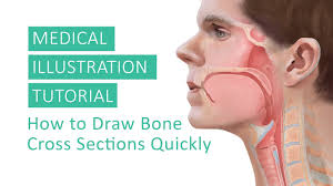 Describes the bone markings, which are illustrated in (). Medical Illustration Tutorial How To Draw Bone Cross Sections Quickly By Annie Campbell Youtube