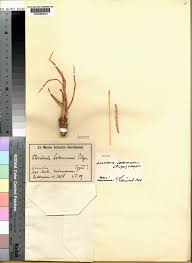 Image result for Loxodera caespitosa