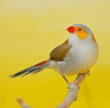 Orange Cheeked Waxbills