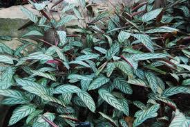 Related to calathea and stromanthe, this is another tropical plant that thrives in a warm, moist, and shady environment. Ctenanthe Setosa Landscape Architect S Pages