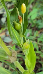 Image result for Coix lacryma-jobi