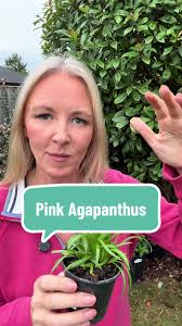 Agapanthus 'Blush Pink': The Perfect Garden Addition