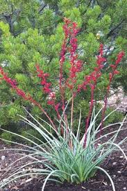 Compare tuition costs and read reviews for free! Brakelights Red Yucca Plants Drought Tolerant Garden High Country Gardens