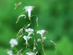 Image result for Blyxa hexandra