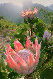 | beautiful flowers, pretty flowers, trees to plant debra prinzing » post » slow flowers podcast: King Protea Protea Cynaroides Family Proreaceae Kirstenbosch National Botanical Garden Cape Town South Africa Flowers National Botanical Gardens