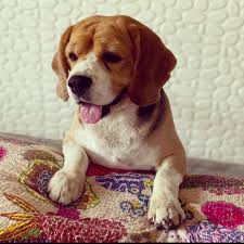 Hi! I'm new to this group. I recently joined because it's great to have  friends who love animals I lost my beagle baby in june2024 thank you for  inviting meh
