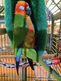 Find birds for sale in birds for rehoming | find birds locally for sale or adoption in ontario : Lost Bird Found Bird Harmony Animal Behavior