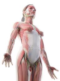The skeleton also protects several vital organs such as the heart human body parts comprise a head, neck and four limbs that are connected to a torso. Female Upper Body Anatomy And Muscular System Computer Illustration Strength Thorax Stock Photo 308619696