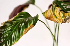 The leaves may be tiny, but their flavor is big! 11 Reasons Why Your Calathea Leaves Are Turning Yellow The Practical Planter