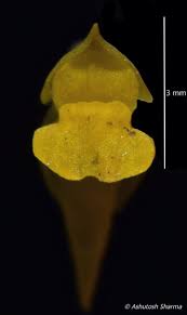 Image result for Utricularia scandens