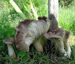 Infine, per 100 g di funghi champignon, i valori nutrizionali sono: Pleurotus Eryngii Dc Fr Quel 1872 Funghi Commestibili Funghi In Italia Fiori In Italia Forum Micologia E Botanica