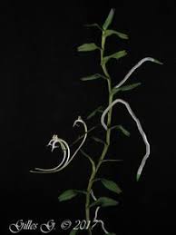 Image result for Solenangis