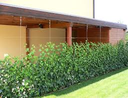 Blickdichte Carport Begrunung Mit Drahtseilen Gartengestaltung Sichtschutz Garten Sichtschutz Terasse