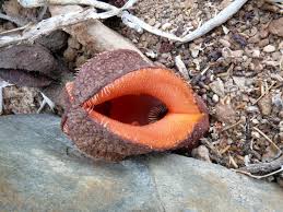 Image result for Hydnoraceae