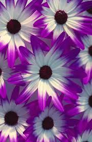 Image result for paprskovka obrázek