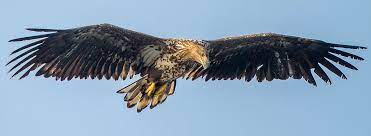Covering about 56 square kilometres (22 sq mi), it is noted as an experiment of rewilding. Volop Vliegende Deuren Vogelbescherming