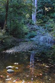 Located in a deep shady valley, this one of the bay area's nicer redwood campgrounds. Portola Redwoods Sp