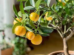 Since bananas are tropical plants, these trees need to have plenty of humidity and sunlight, receiving 6 to 8 hours of sun each day. Easy Indoor Fruit Tree Varieties Fruit Trees You Can Grow Indoors