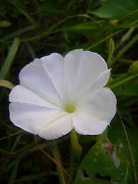 Image result for Ipomoea tenuipes