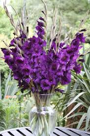 Image result for Gladiolus pretoriensis