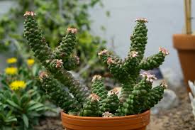 Image result for Monadenium