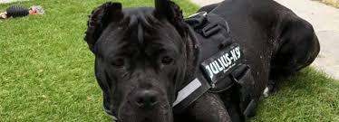 During the procedure, a veterinarian removes extra ear flap tissue, sutures incisions, and then bandages and affixes ears to a support structure or splint so they heal in an upright position. End Ear Cropping Dogs Need Their Ears And Here S Why Rspca