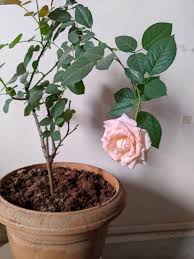 Organic mustard cake powder for plant growth