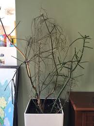 Generally, pencil cactus grown at homes does not need pruning very often. Pencil Cactus Dry And Dying Please Help