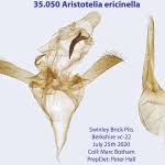 Image result for Ericinella