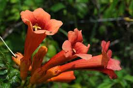 Find this pin and more on trumpet vines by lakia finch. Trumpet Flower Orange Ant Florida Vine Bignoniaceae Campsis Pikist