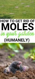 Their large forearms are ideal for digging through the dirt where although there are many lethal ways to get rid of moles, some people only when they're in your lawn. How To Get Rid Of Moles In The Garden Humanely Predator Guard Predator Deterrents And Repellents Mole Backyard Farming Predator