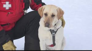 Lancaster puppies has your labradoodle puppy. Meet Murphy Schweitzer Mountain S Avalanche Dog In Training Krem Com