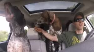 kutyasétáltatás | nlc 3. oldal