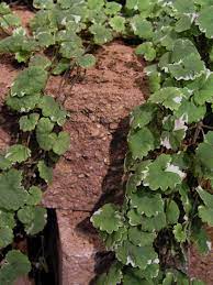 Mix herbicide with water place the herbicide into a pump sprayer, and mix it with water per the manufacturer's instructions. How To Kill Creeping Charlie Hgtv