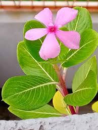 Image result for Catharanthus
