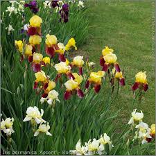 Iris Germanica Accent Kosaciec Brodkowy Accent Pokroj Garden Plants Plants Perennials