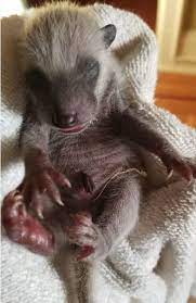 Orphaned Baby Raccoons At Wildcare Wildcare