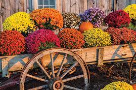 Soil must be well drained, however, or the plants will rot. How To Display Your Mums This Fall Charlotte Magazine